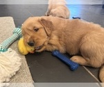 Small #6 Golden Retriever