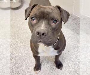 Mutt Dogs for adoption in Houston, TX, USA