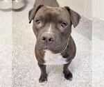 JACK O'LANTER - Male Mutt Dog for Adoption - Small photo
