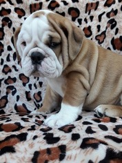 Bulldog Puppy for sale in REVERE, MA, USA