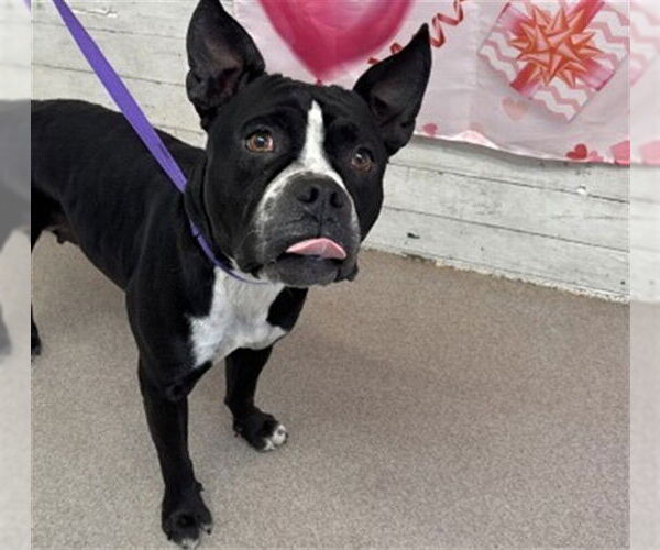 Medium Photo #1 Boston Terrier-Unknown Mix Puppy For Sale in San Bernardino, CA, USA