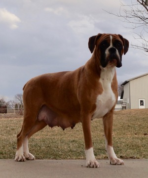 Medium Photo #3 Boxer Puppy For Sale in NAPPANEE, IN, USA