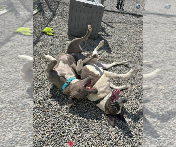 Medium Photo #8 Mutt Puppy For Sale in Rockaway, NJ, USA