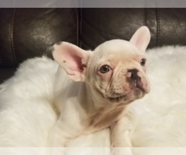 Medium Photo #13 French Bulldog Puppy For Sale in BALDWIN PARK, CA, USA