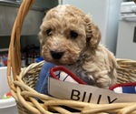 Puppy 4 Goldendoodle-Poodle (Miniature) Mix