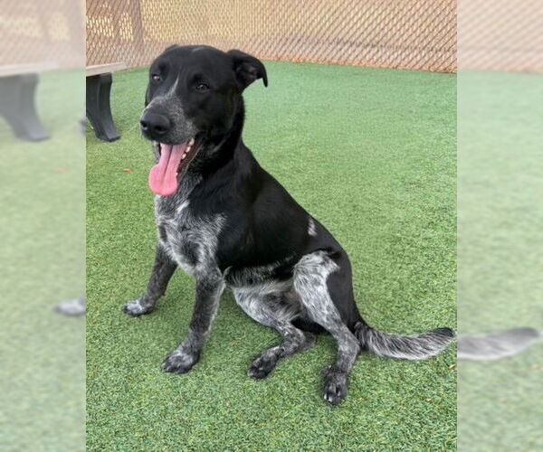 Medium Photo #1 Texas Heeler-Unknown Mix Puppy For Sale in Norco, CA, USA