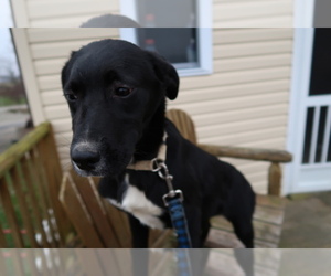 Borador Puppy for sale in NEW CASTLE, IN, USA