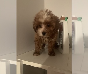 Poodle (Toy) Puppy for sale in BRIDGEPORT, CT, USA