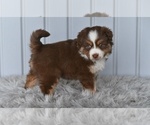 Small #1 Miniature Australian Shepherd