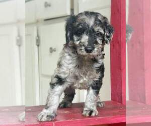 Bordoodle Puppy for sale in FALLBROOK, CA, USA
