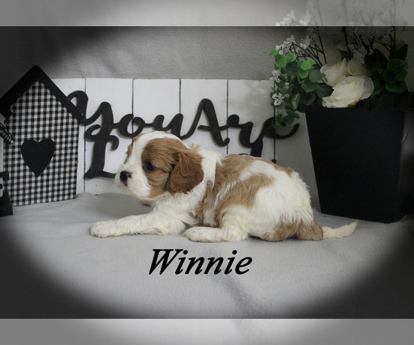 Medium Photo #10 Cavalier King Charles Spaniel Puppy For Sale in CHANUTE, KS, USA