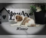 Small #9 Cavalier King Charles Spaniel