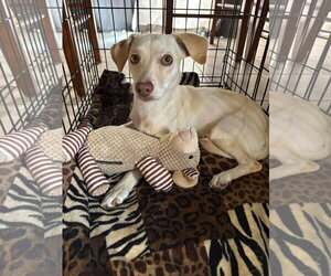 Golden Jet - Male Chihuahua-Unknown Mix Dog for Adoption - Photo #2