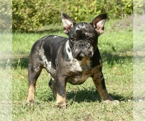 French Bulldog Puppy for sale in EMPIRE STATE, NY, USA