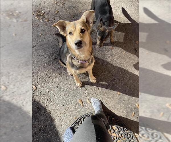 Medium Photo #1 German Shepherd Dog-Unknown Mix Puppy For Sale in Conroe, TX, USA