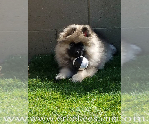 Medium Photo #48 Keeshond Puppy For Sale in FAYETTEVILLE, TN, USA