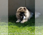 Small Photo #48 Keeshond Puppy For Sale in FAYETTEVILLE, TN, USA