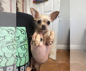 Chihuahua-Unknown Mix Dogs for adoption in Bolivar, MO, USA