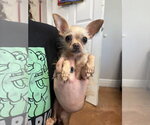 Small Chihuahua Mix