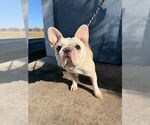 Small #7 French Bulldog