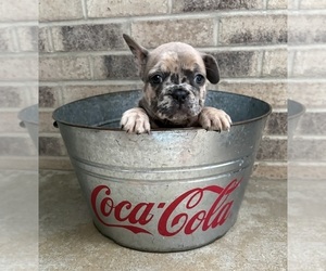 French Bulldog Puppy for sale in MIDDLEBURY, IN, USA