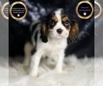 Puppy Agate AKC Cavalier King Charles Spaniel