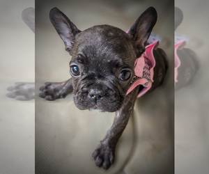French Bulldog Puppy for Sale in VERO BEACH, Florida USA