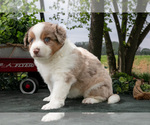 Small #1 Miniature Australian Shepherd