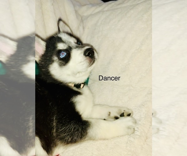 Medium Photo #24 Siberian Husky Puppy For Sale in WASHBURN, WI, USA