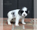 Small Photo #3 Cocker Spaniel Puppy For Sale in NARVON, PA, USA