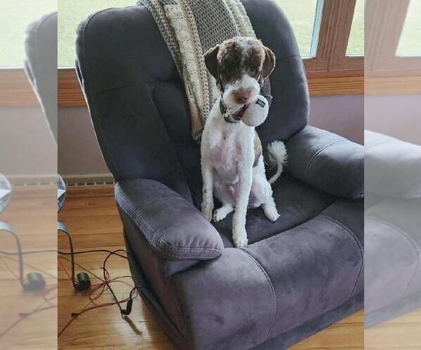 Medium Photo #2 Golden Retriever-Unknown Mix Puppy For Sale in Rootstown, OH, USA