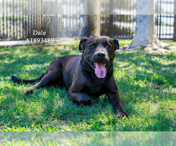 Medium Photo #3 Labrador Retriever-Unknown Mix Puppy For Sale in Riverside, CA, USA