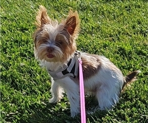 Father of the Yorkshire Terrier puppies born on 04/07/2025