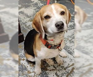 Beagle Dogs for adoption in Minneapolis, MN, USA