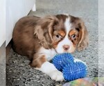Puppy Puppy 1 Male Cavalier King Charles Spaniel
