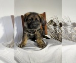 Puppy Reggie German Shepherd Dog