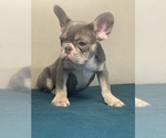 Small Photo #7 French Bulldog Puppy For Sale in CHATTANOOGA, TN, USA