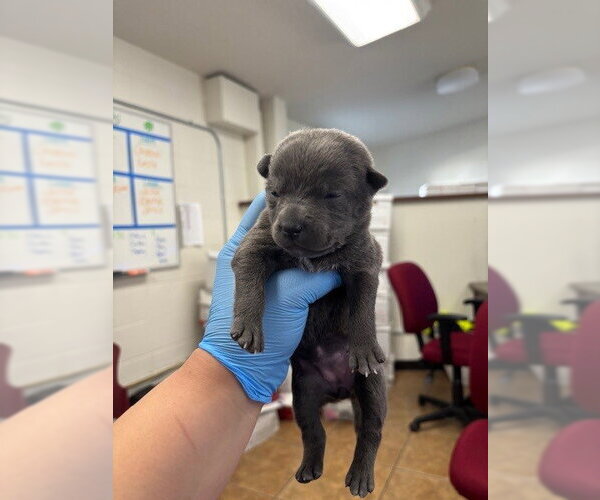 Medium Photo #2 Mutt Puppy For Sale in San Bernardino, CA, USA