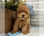 Small Photo #3 Poodle (Toy) Puppy For Sale in SAN MATEO, CA, USA