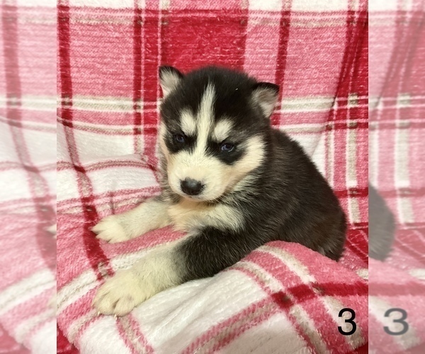 Medium Photo #4 Siberian Husky Puppy For Sale in DEARBORN, MO, USA