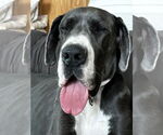 Small #3 Great Dane