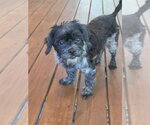 Small #4 ShiChi