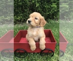 Small Photo #4 Goldendoodle Puppy For Sale in GOSHEN, IN, USA