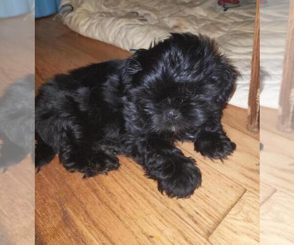 Medium Photo #1 Shih Tzu Puppy For Sale in HOLLY, MI, USA