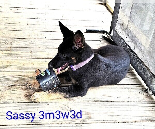 Medium Photo #4 German Shepherd Dog Puppy For Sale in WARRENTON, NC, USA