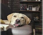 Small #9 Labrador Retriever Mix