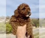 Puppy Puppy 4 Goldendoodle-Poodle (Miniature) Mix