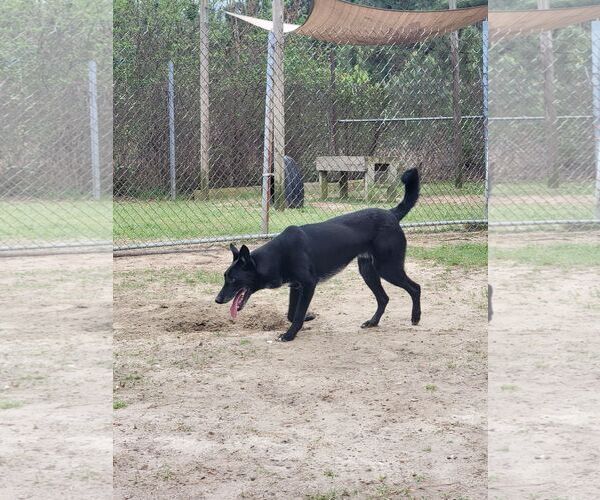 Medium Photo #4 German Shepherd Dog-Unknown Mix Puppy For Sale in Orangeburg, SC, USA