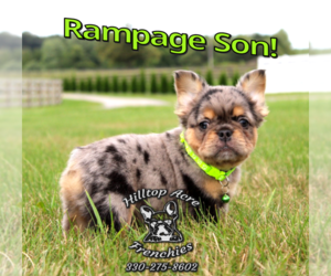 French Bulldog Puppy for sale in FRESNO, OH, USA