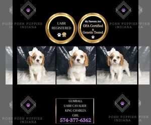 Medium Cavalier King Charles Spaniel